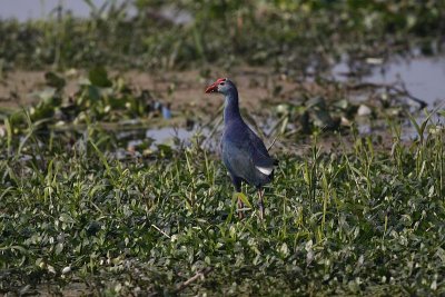 Purple swamphen