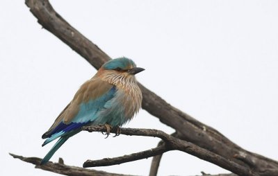 Indian Roller