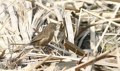 Striated Babbler