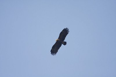 Greater-spotted eagle