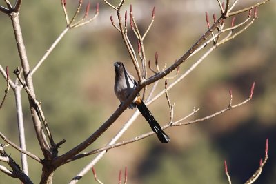 Grey treepie