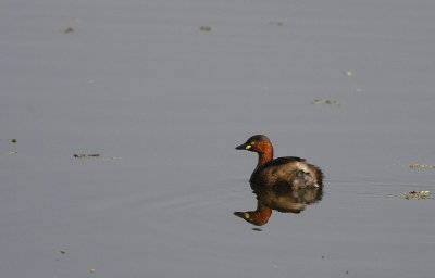 Little Grebe