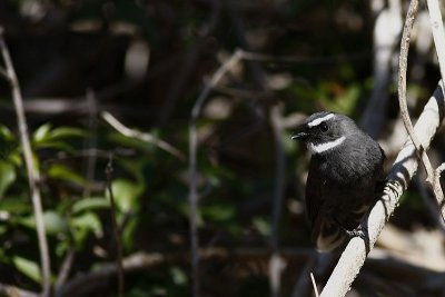 White-browed fantail