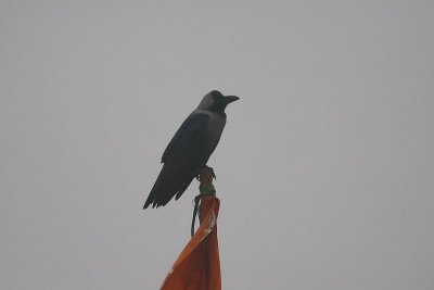 House Crow