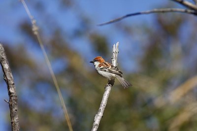 Russet sparrow