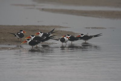 Indian skimmers