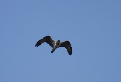 Osprey