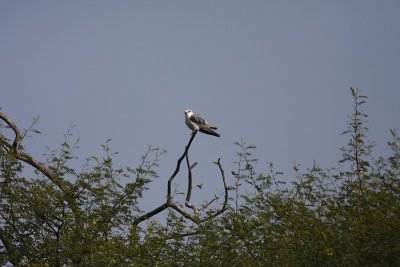 Black-shouldered kite