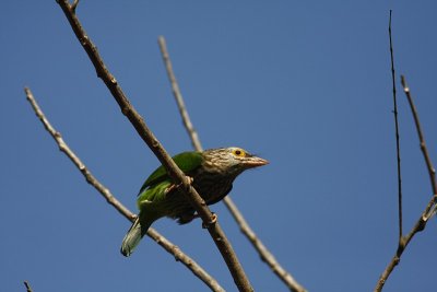 Brown-headed Barbet