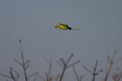 Rosy-ringed parakeet