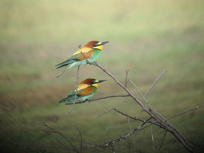 European Bee-eater