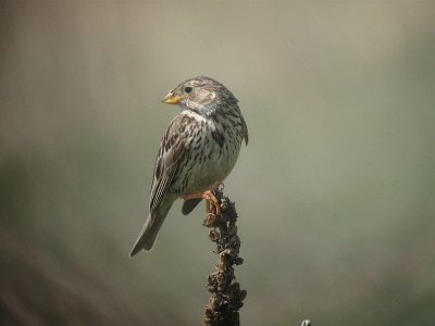 Corn bunting.jpg