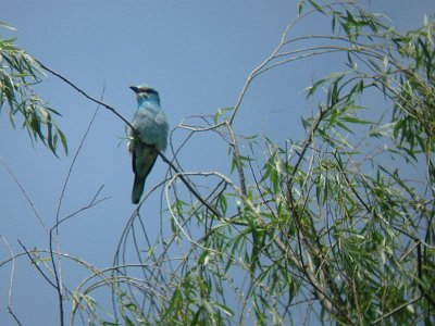 European Roller