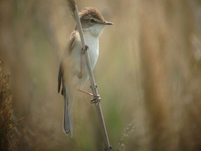 Paddyfield Warbler / Veldrietzanger