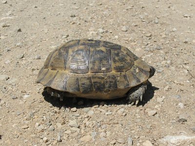 Moorish Tortoise