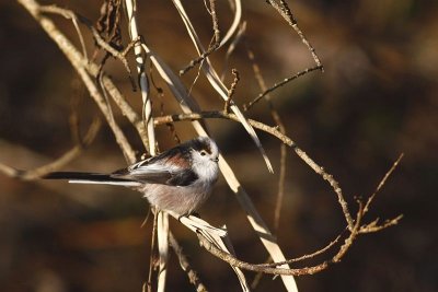 Long tailed tit / Staartmees