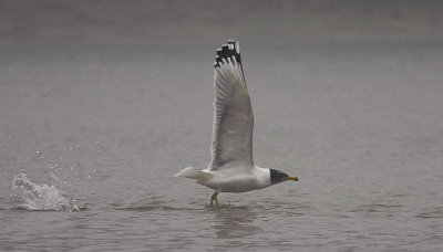 g1/95/896295/3/132285810.ZlKoqUom.jpg