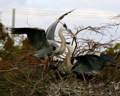 IMG_4605.jpg
