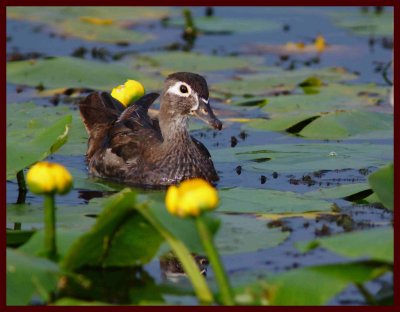 Canard branchu