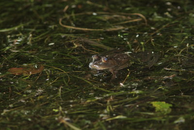 Ouaouaron, Bullfrog