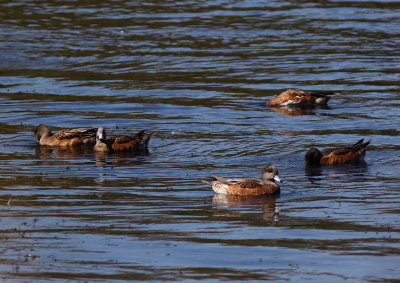 Canard d'Amrique, American Wigeon