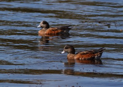 Canard d'Amrique