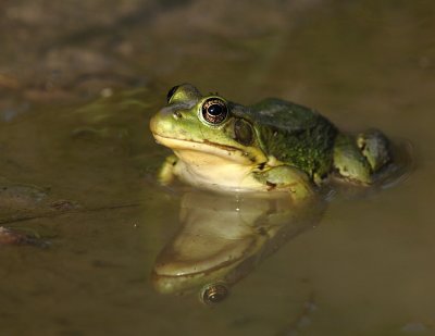 Grenouille verte