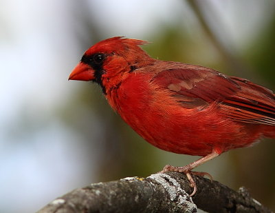 Cardinal rouge