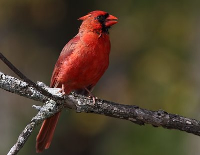 Cardinal rouge