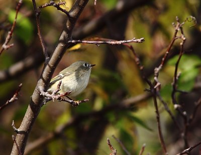 Roitelet  couronne rubis, Ruby-crowned Kinglet