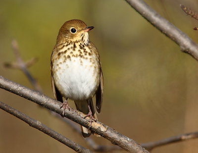 Grive solitaire, Hermit Thrush