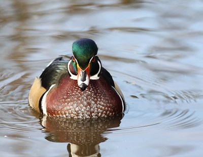 Canard branchu