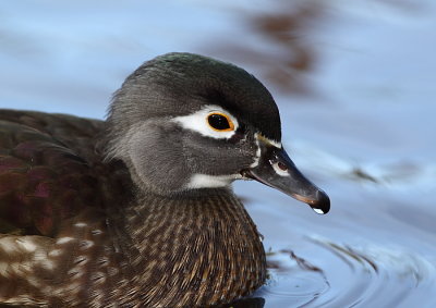 Canard branchu