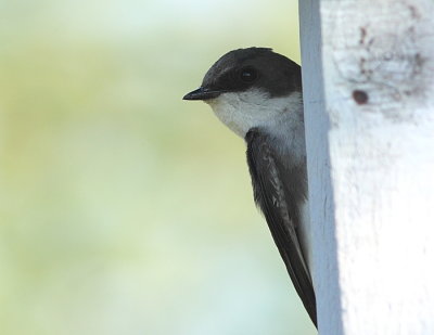 Hirondelle bicolore, Tree Swallow