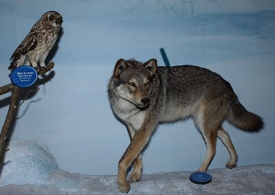 Loup, Wolf