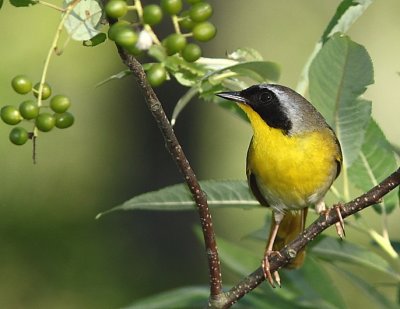 Paruline masque, Common Yellowthroat