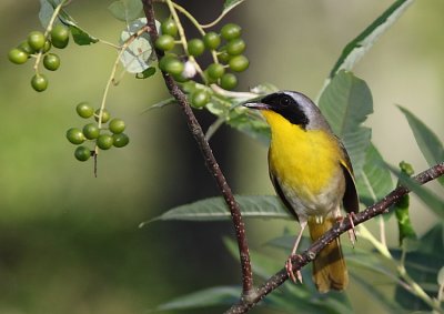 Paruline masque