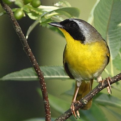 Paruline masque, Common Yellowthroat