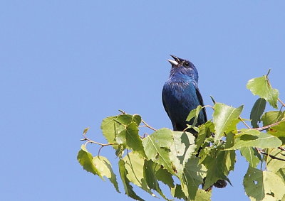 Passerin indigo