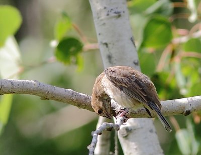 Passerin indigo