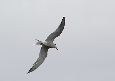 g1/95/921695/3/127985209.dkEhQOR9.jpg