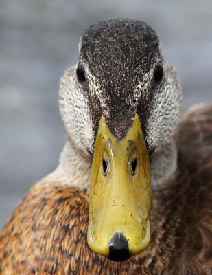 Canard colvert