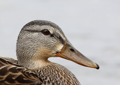 Canard colvert