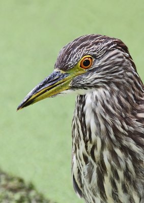 Bihoreau gris, Black-crowned Night-heron