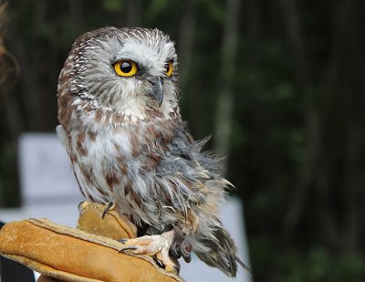 Petite Nyctale, Norhern-Saw-whet Owl