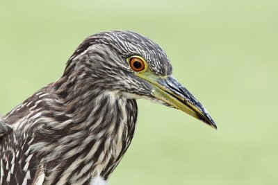 Bihoreau gris, Black-crowned Night-heron