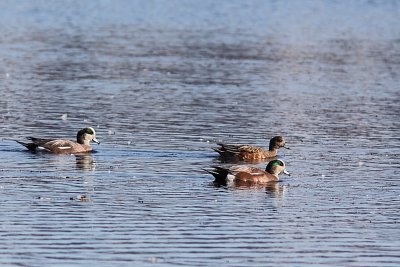 Canard d'Amrique, American Wigeon
