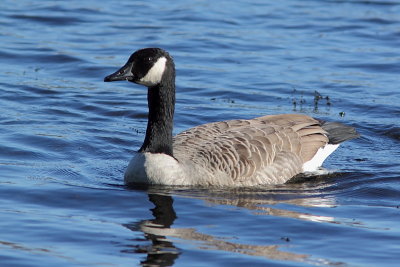 Bernache du Canada, Canada Goose