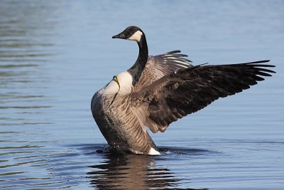 Bernache du Canada, Canada Goose