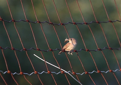 Troglodyte familier, House Wren